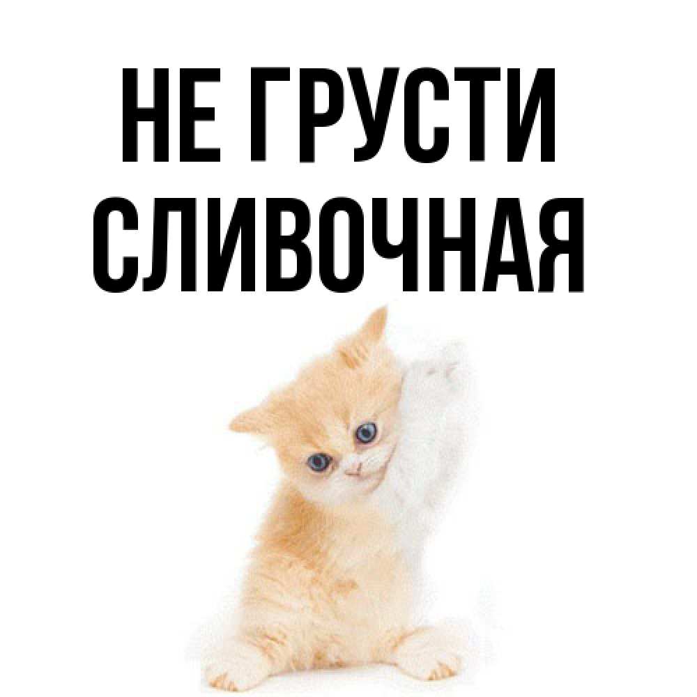 Открытка на каждый день с именем, Сливочная Не грусти просящий кот Прикольная открытка с пожеланием онлайн скачать бесплатно 