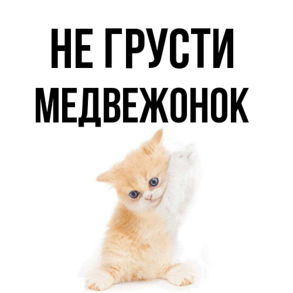 Открытка на каждый день с именем, медвежонок Не грусти просящий кот Прикольная открытка с пожеланием онлайн скачать бесплатно 