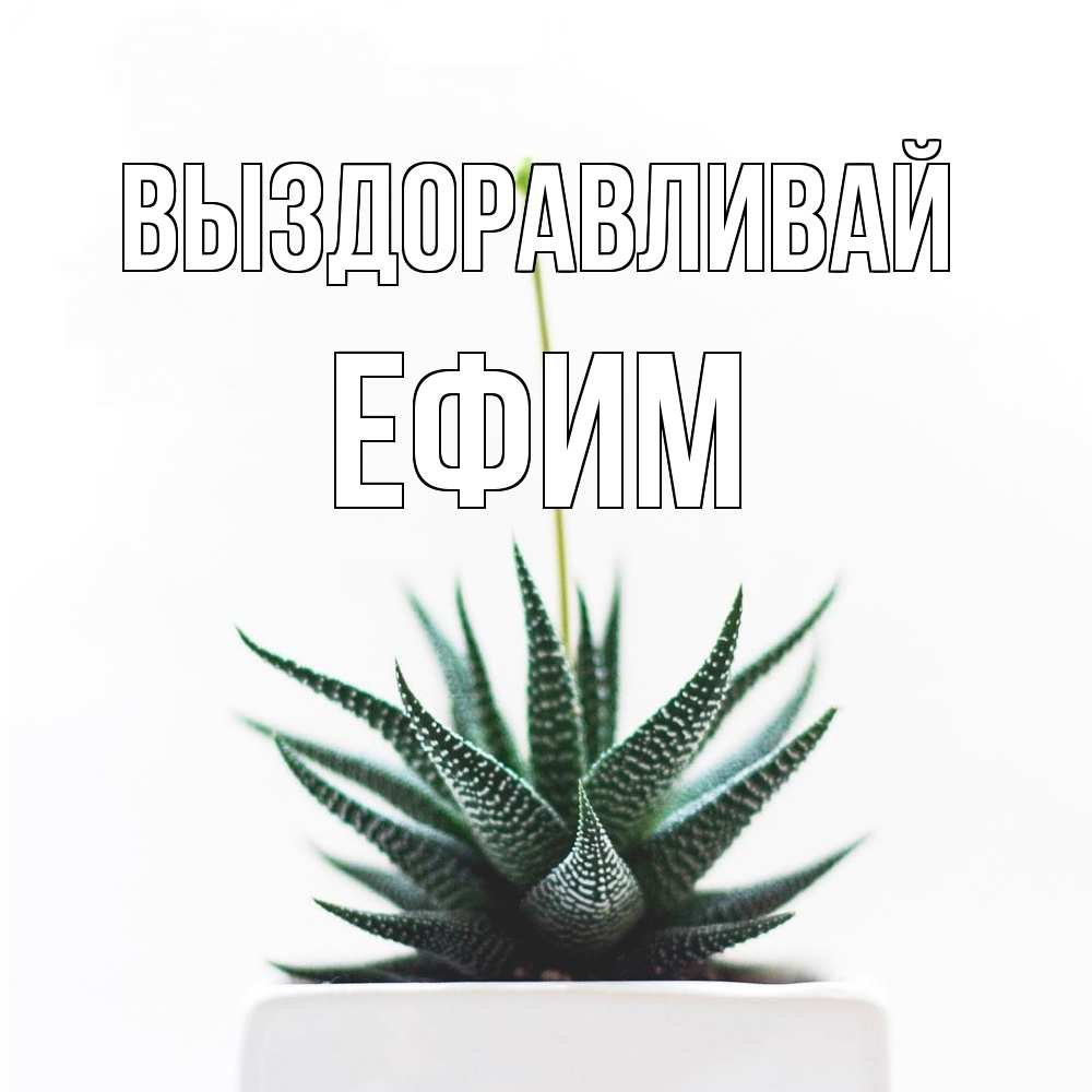Открытка на каждый день с именем, Ефим Выздоравливай короче это непонятная колючка Прикольная открытка с пожеланием онлайн скачать бесплатно 