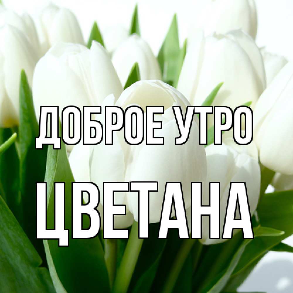 Открытка на каждый день с именем, Цветана Доброе утро открытки на каждый день по именам Прикольная открытка с пожеланием онлайн скачать бесплатно 