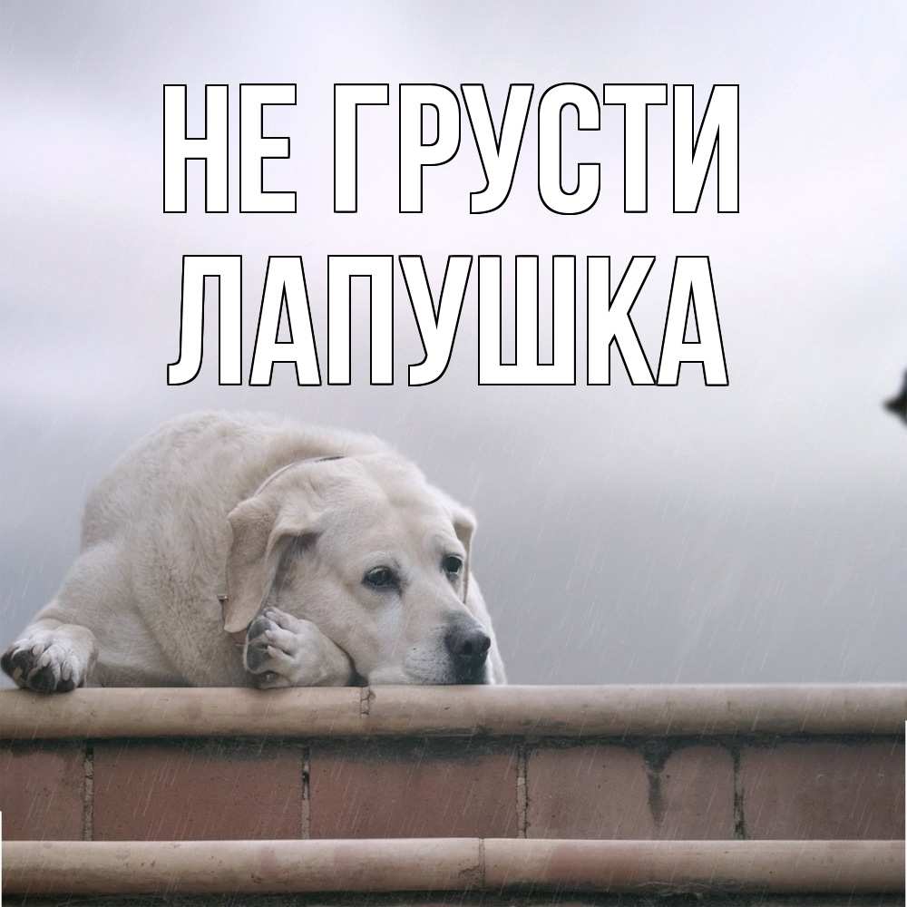Открытка на каждый день с именем, лапушка Не грусти белый пес 1 Прикольная открытка с пожеланием онлайн скачать бесплатно 