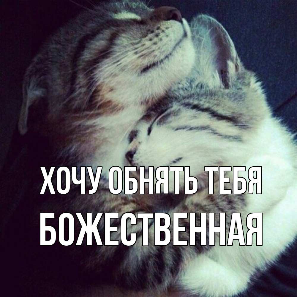 Открытка на каждый день с именем, божественная Хочу обнять тебя полосатики Прикольная открытка с пожеланием онлайн скачать бесплатно 