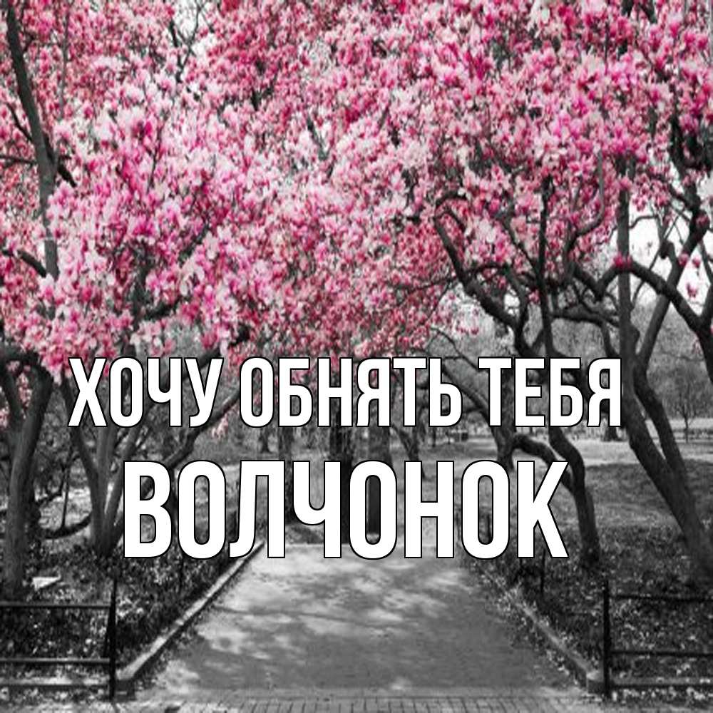 Открытка на каждый день с именем, Волчонок Хочу обнять тебя обработанное фото Прикольная открытка с пожеланием онлайн скачать бесплатно 