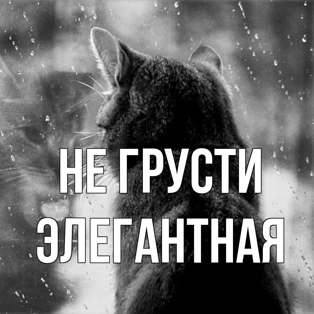 Открытка на каждый день с именем, элегантная Не грусти отражение кота 1 Прикольная открытка с пожеланием онлайн скачать бесплатно 