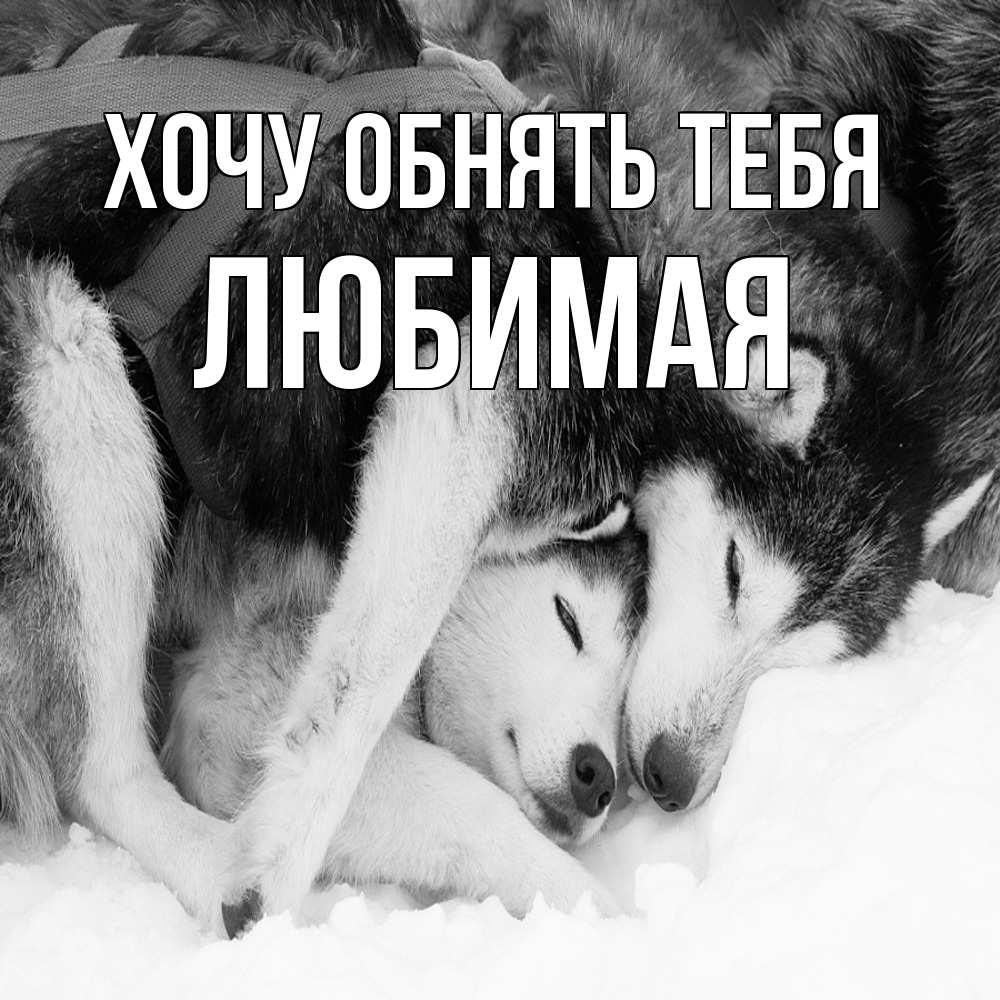 Открытка на каждый день с именем, Любимая Хочу обнять тебя собачки в упряжке Прикольная открытка с пожеланием онлайн скачать бесплатно 