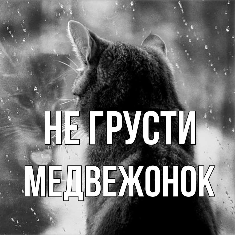 Открытка на каждый день с именем, медвежонок Не грусти отражение кота 1 Прикольная открытка с пожеланием онлайн скачать бесплатно 