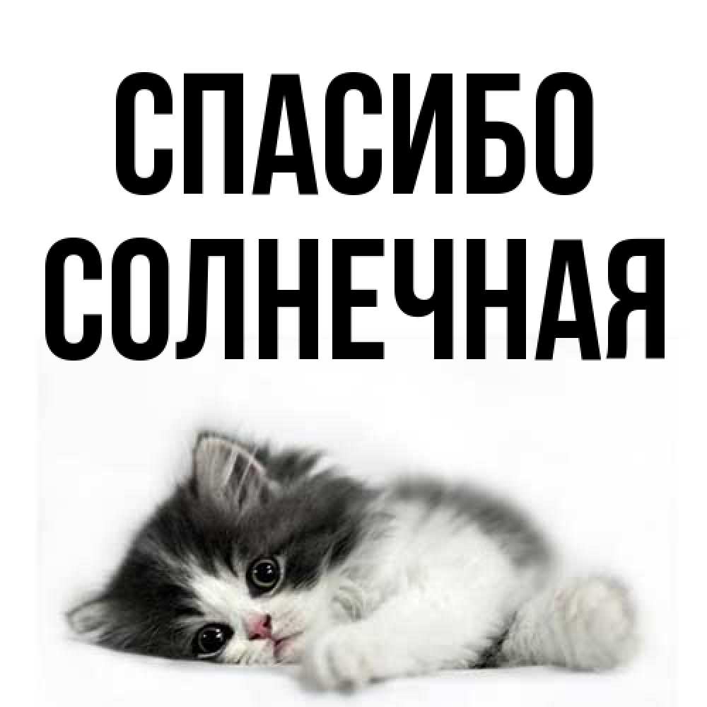 Открытка на каждый день с именем, солнечная Спасибо черный и белый кот Прикольная открытка с пожеланием онлайн скачать бесплатно 