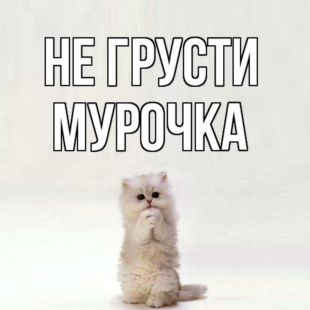Открытка на каждый день с именем, Муpочка Не грусти грустный кот Прикольная открытка с пожеланием онлайн скачать бесплатно 