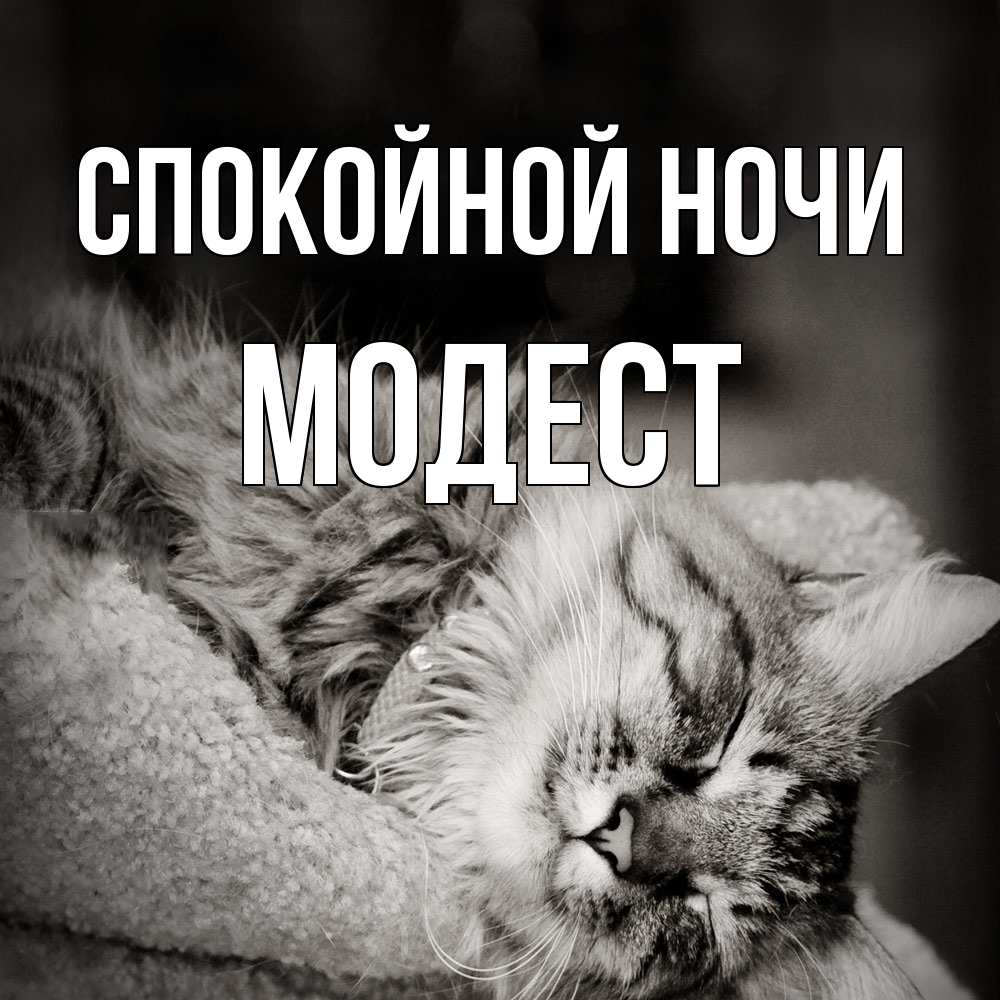 Открытка на каждый день с именем, Модест Спокойной ночи котярик пушистый Прикольная открытка с пожеланием онлайн скачать бесплатно 