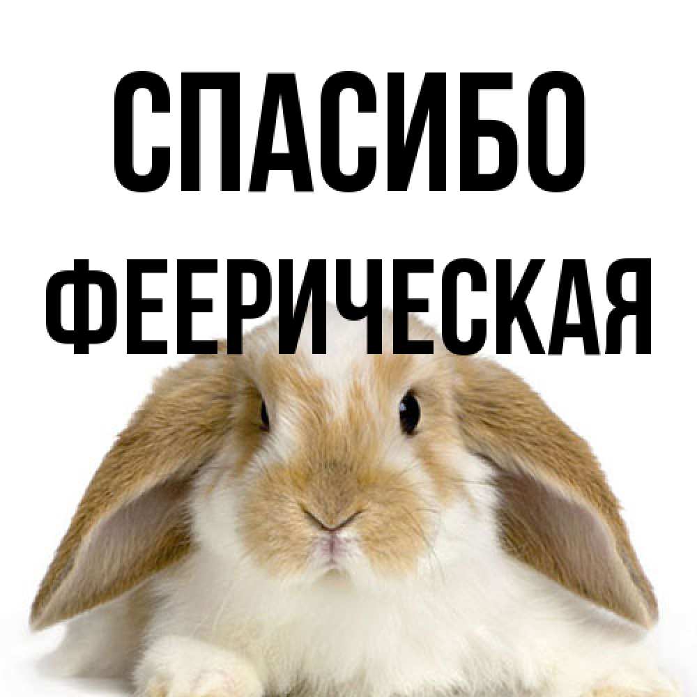 Открытка на каждый день с именем, Фееpическая Спасибо коричнево белый заяц Прикольная открытка с пожеланием онлайн скачать бесплатно 
