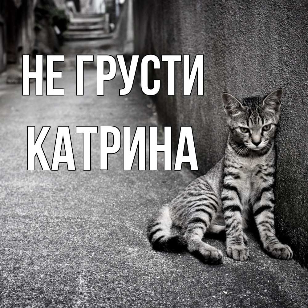 Открытка на каждый день с именем, Катрина Не грусти скучающий котик Прикольная открытка с пожеланием онлайн скачать бесплатно 
