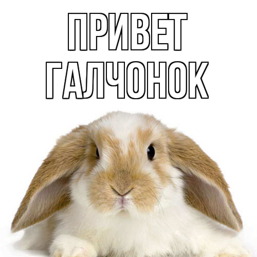 Открытка на каждый день с именем, галчонок Привет с животными Прикольная открытка с пожеланием онлайн скачать бесплатно 