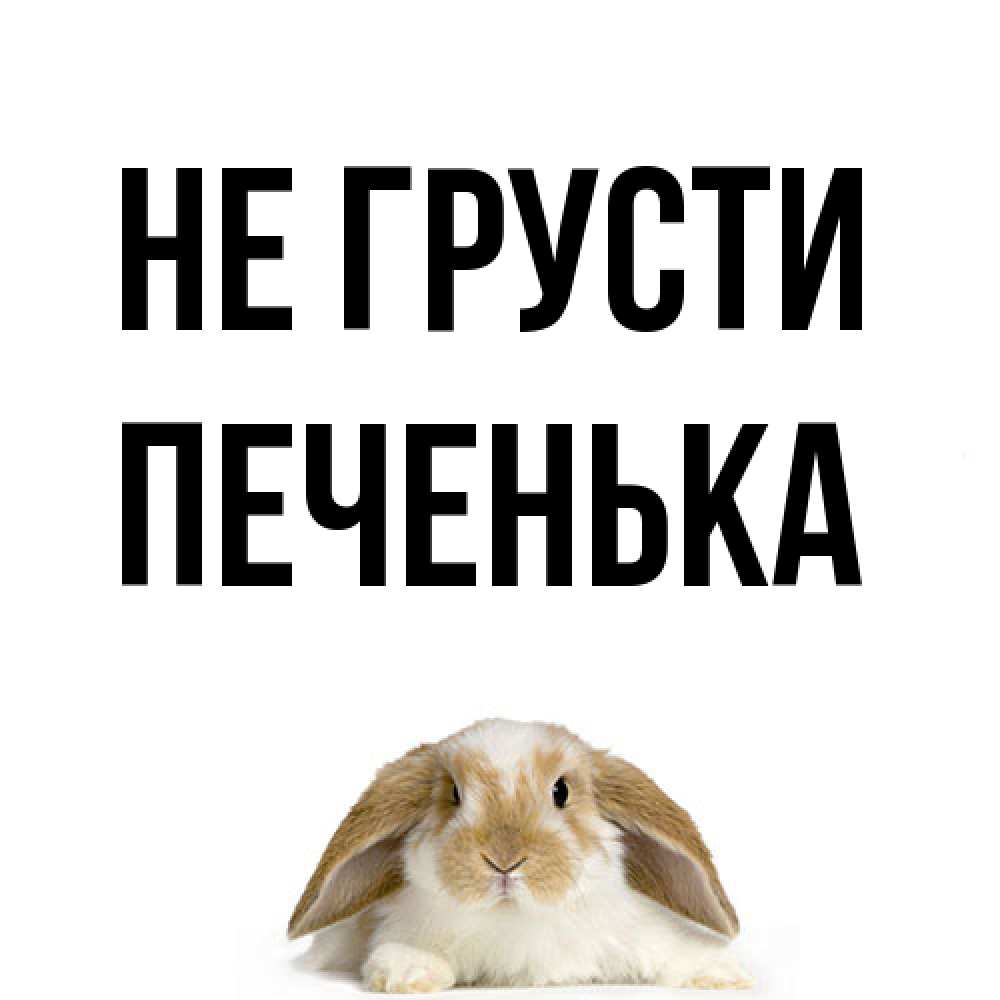 Открытка на каждый день с именем, Печенька Не грусти коричнево белый заяц с большими ушками Прикольная открытка с пожеланием онлайн скачать бесплатно 