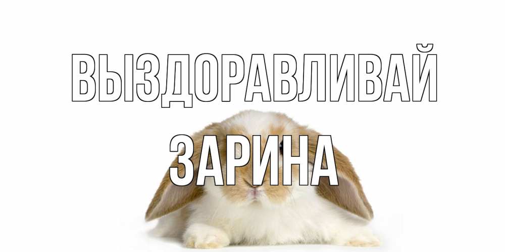 Открытка на каждый день с именем, Зарина Выздоравливай вислоухий кролик белого и коричневого цвета Прикольная открытка с пожеланием онлайн скачать бесплатно 