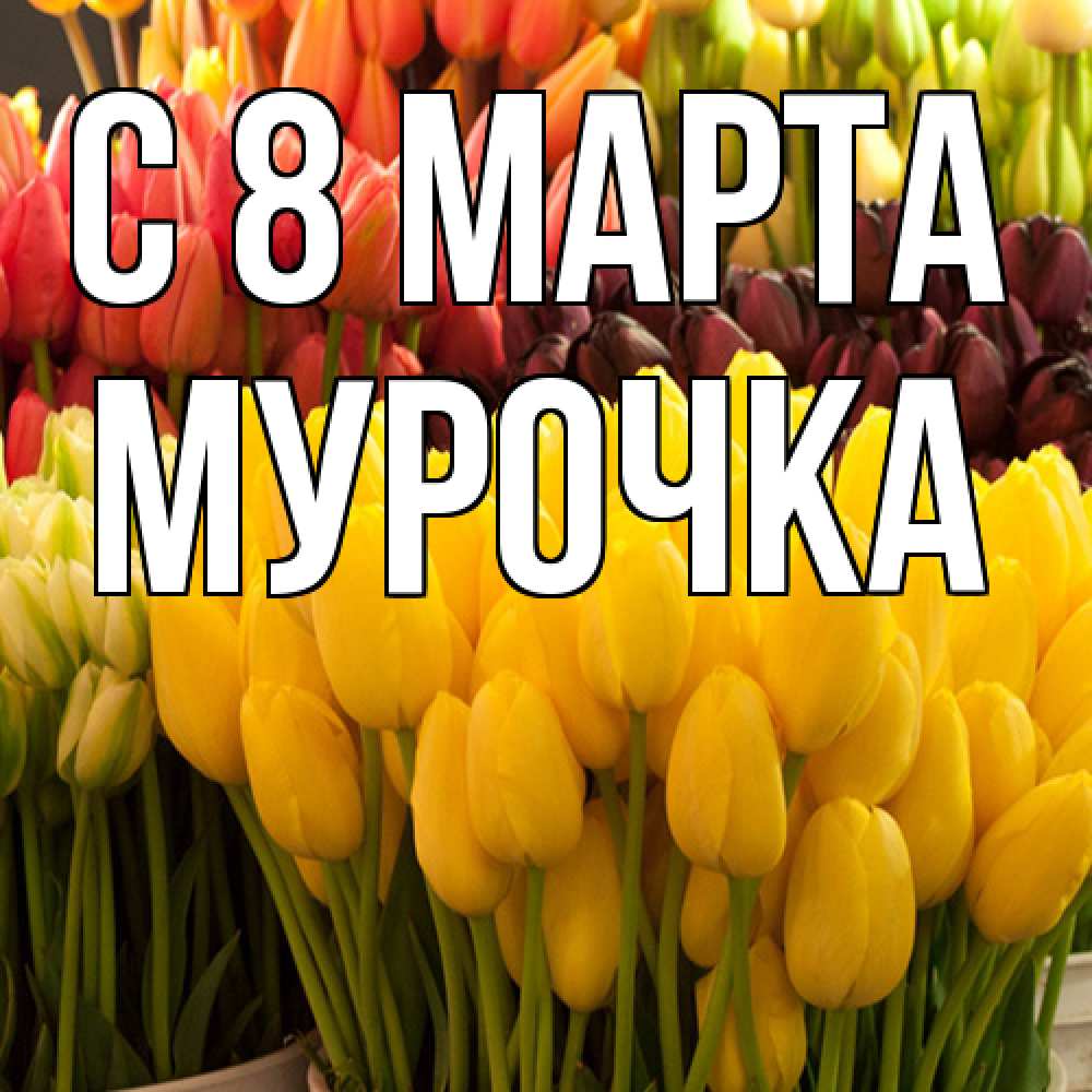 Открытка на каждый день с именем, Мурочка C 8 МАРТА цветы Прикольная открытка с пожеланием онлайн скачать бесплатно 