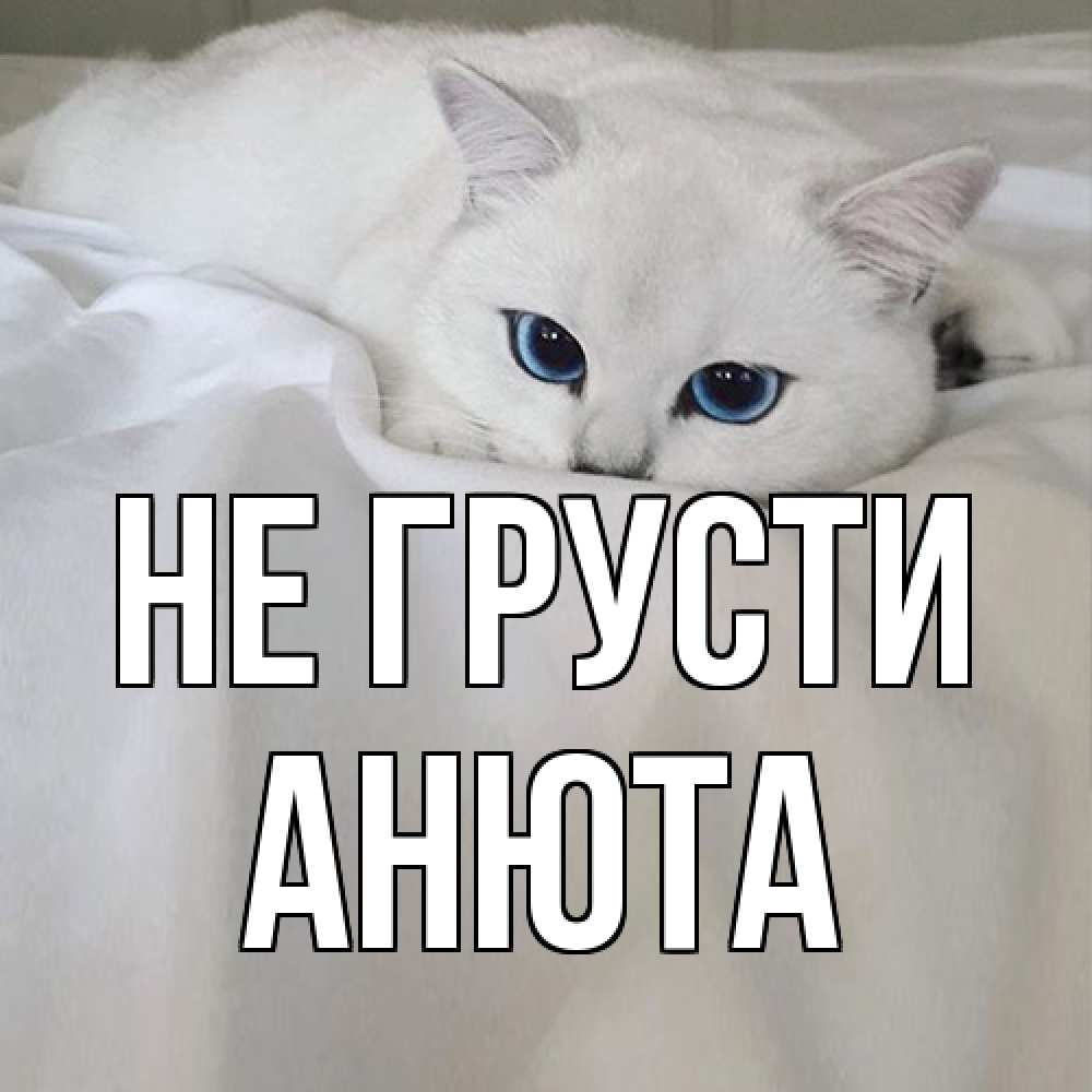 Открытка на каждый день с именем, Анюта Не грусти белый кот с голубыми глазами на белоснежной кровати Прикольная открытка с пожеланием онлайн скачать бесплатно 