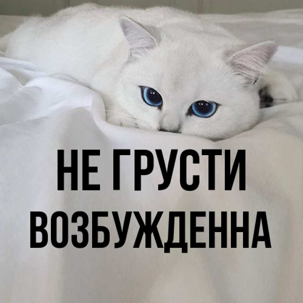 Открытка на каждый день с именем, Возбужденна Не грусти Голубоглазая кошка Прикольная открытка с пожеланием онлайн скачать бесплатно 