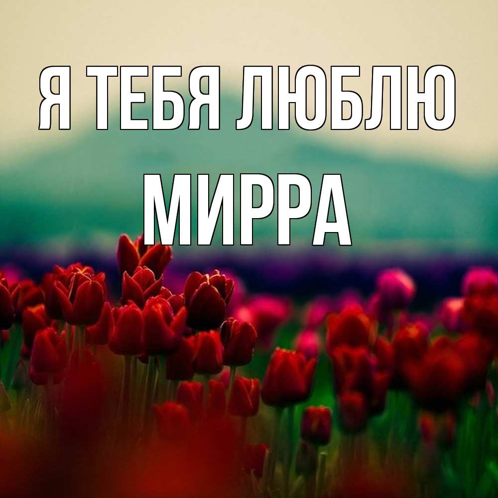 Открытка на каждый день с именем, Мирра Я тебя люблю тюльпаны 4 Прикольная открытка с пожеланием онлайн скачать бесплатно 
