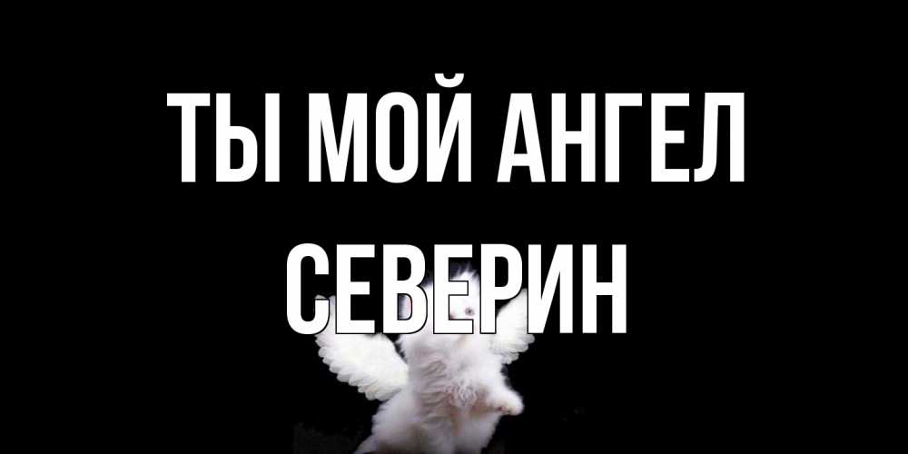 Открытка на каждый день с именем, Северин Ты мой ангел Кот ангел Прикольная открытка с пожеланием онлайн скачать бесплатно 