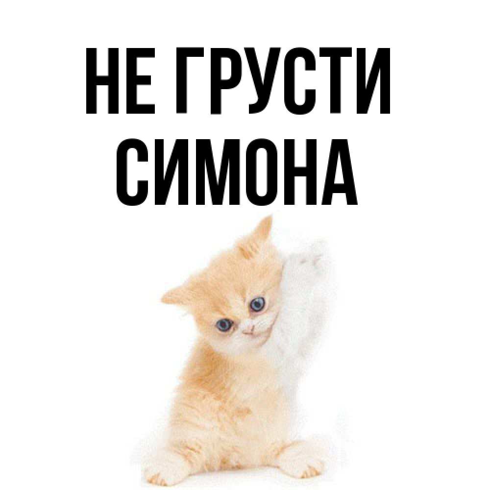Открытка на каждый день с именем, Симона Не грусти просящий кот Прикольная открытка с пожеланием онлайн скачать бесплатно 