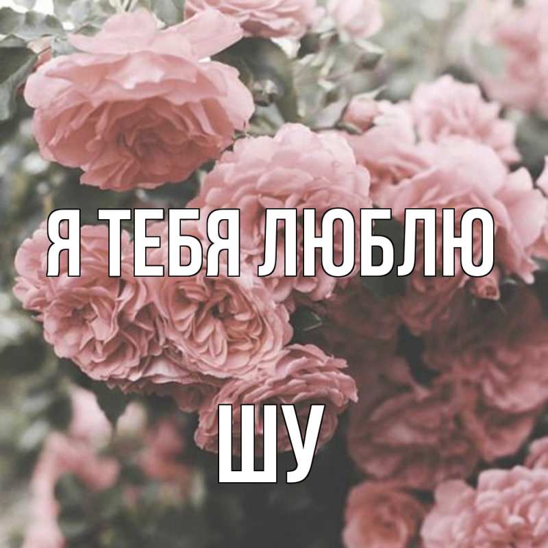 Картинка Я тебя люблю, Шу