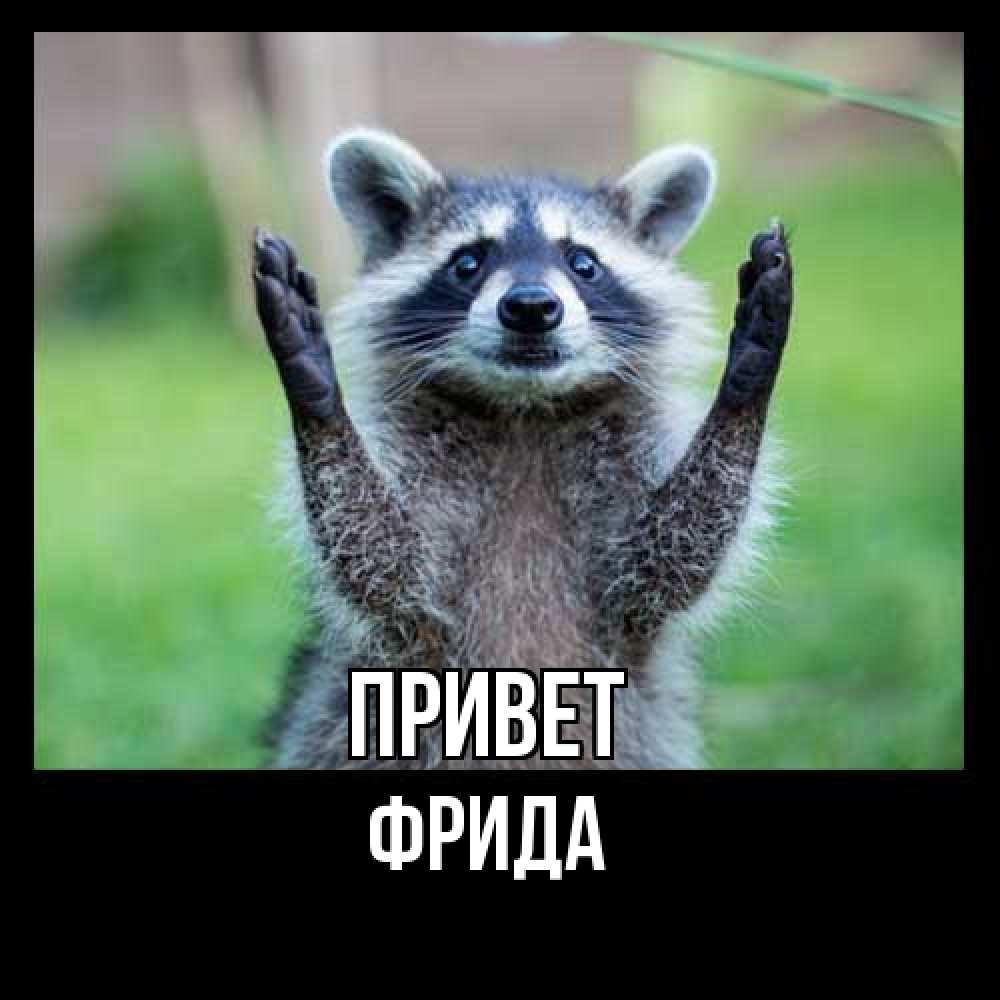 Открытка на каждый день с именем, Фрида Привет животные Прикольная открытка с пожеланием онлайн скачать бесплатно 
