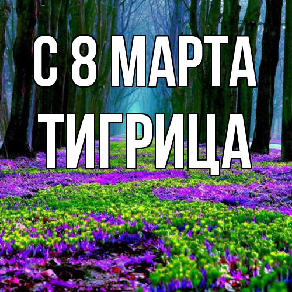 Открытка на каждый день с именем, Тигрица C 8 МАРТА фиолетовые цветы в лесу 1 Прикольная открытка с пожеланием онлайн скачать бесплатно 