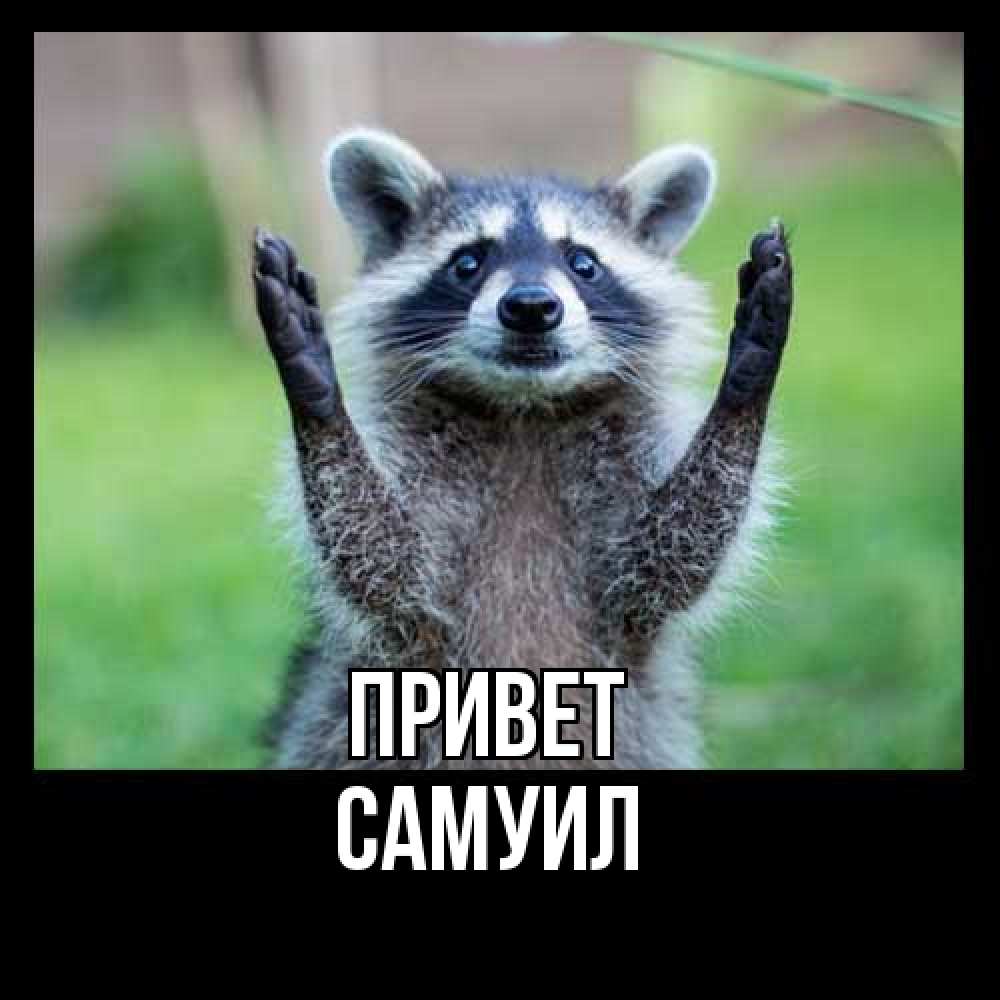Открытка на каждый день с именем, Самуил Привет животные Прикольная открытка с пожеланием онлайн скачать бесплатно 
