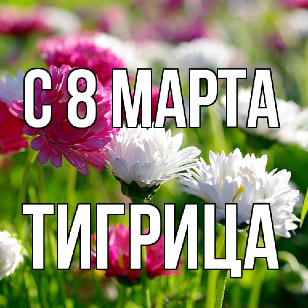 Открытка на каждый день с именем, Тигрица C 8 МАРТА международный женский день 1 Прикольная открытка с пожеланием онлайн скачать бесплатно 