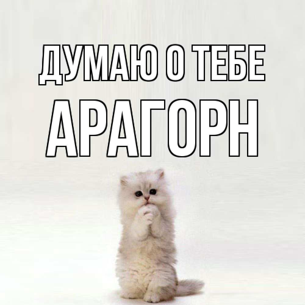 Открытка на каждый день с именем, Арагорн Думаю о тебе кот стоит на задних лапах Прикольная открытка с пожеланием онлайн скачать бесплатно 