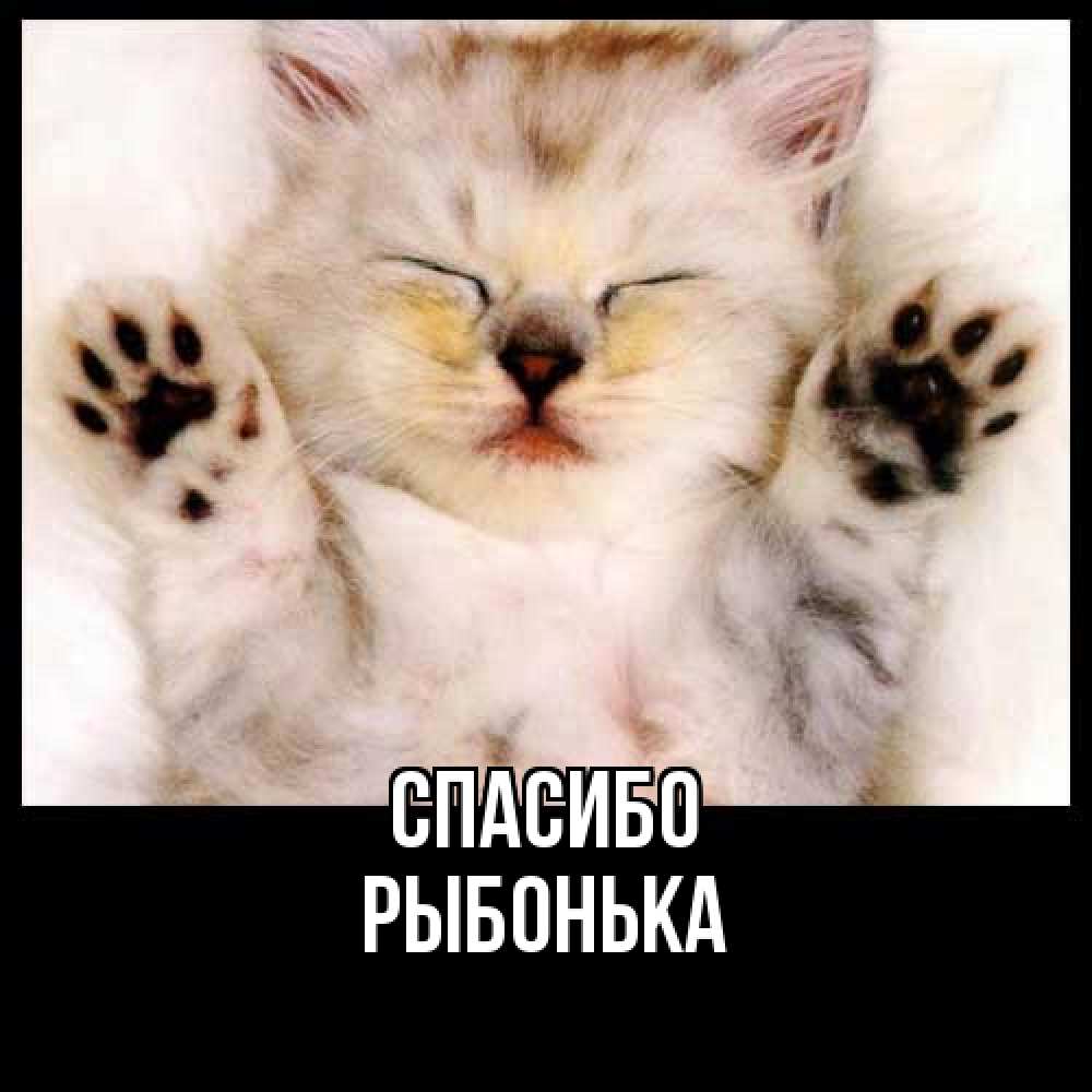 Открытка на каждый день с именем, Рыбонька Спасибо маленький котенок Прикольная открытка с пожеланием онлайн скачать бесплатно 