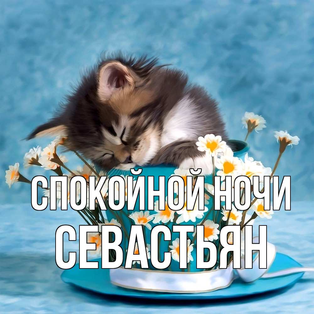 Открытка на каждый день с именем, Севастьян Спокойной ночи котенок спит в кружке с блюдцем Прикольная открытка с пожеланием онлайн скачать бесплатно 