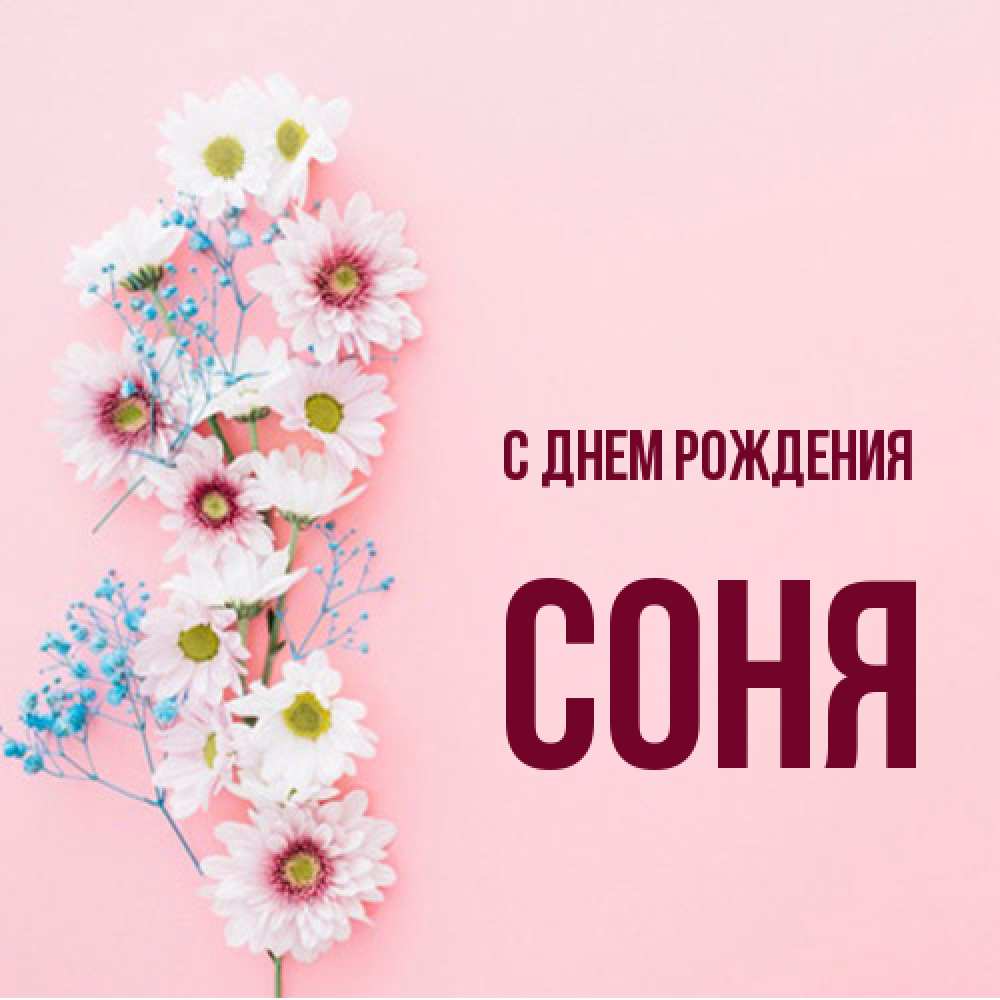 Открытка на каждый день с именем, Соня С днем рождения Родная моя с днем рождения тебя картинка с цветами белыми и голубыми Прикольная открытка с пожеланием онлайн скачать бесплатно 