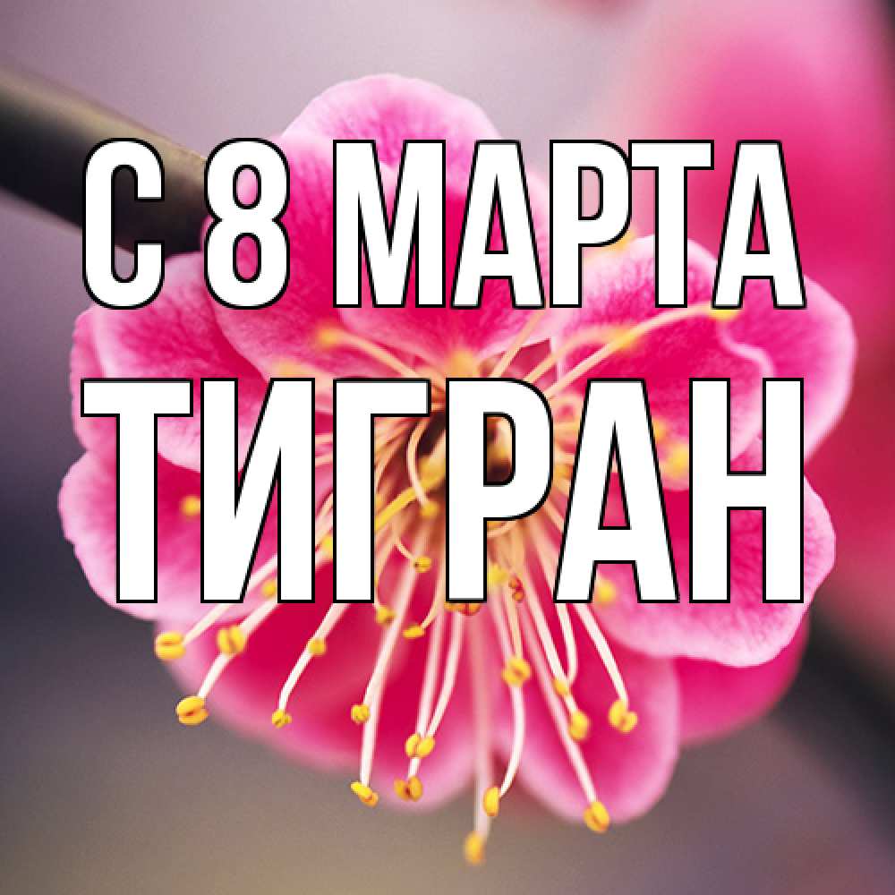 Открытка на каждый день с именем, Тигран C 8 МАРТА цветы Прикольная открытка с пожеланием онлайн скачать бесплатно 