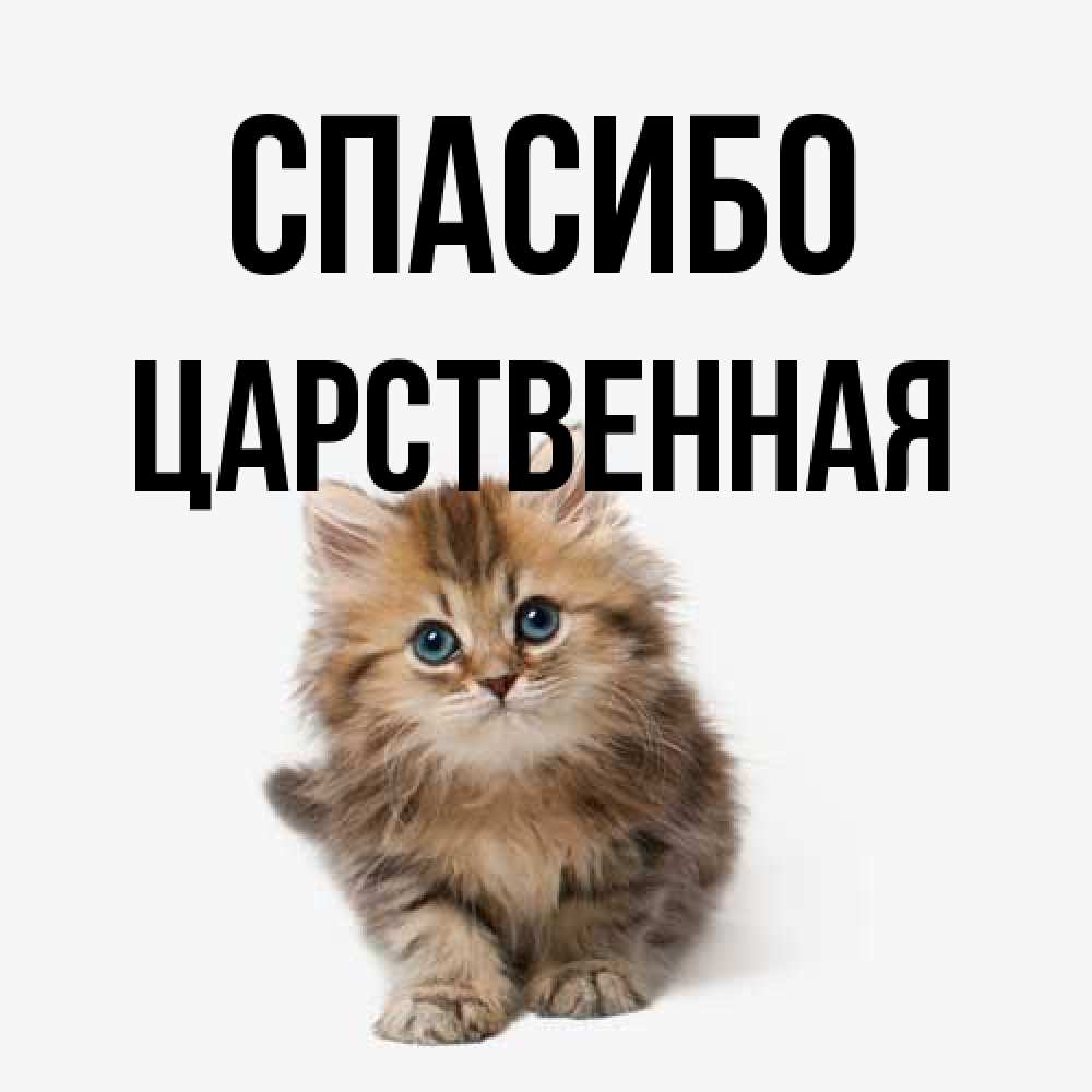 Открытка на каждый день с именем, Цаpственная Спасибо пушистый котик Прикольная открытка с пожеланием онлайн скачать бесплатно 