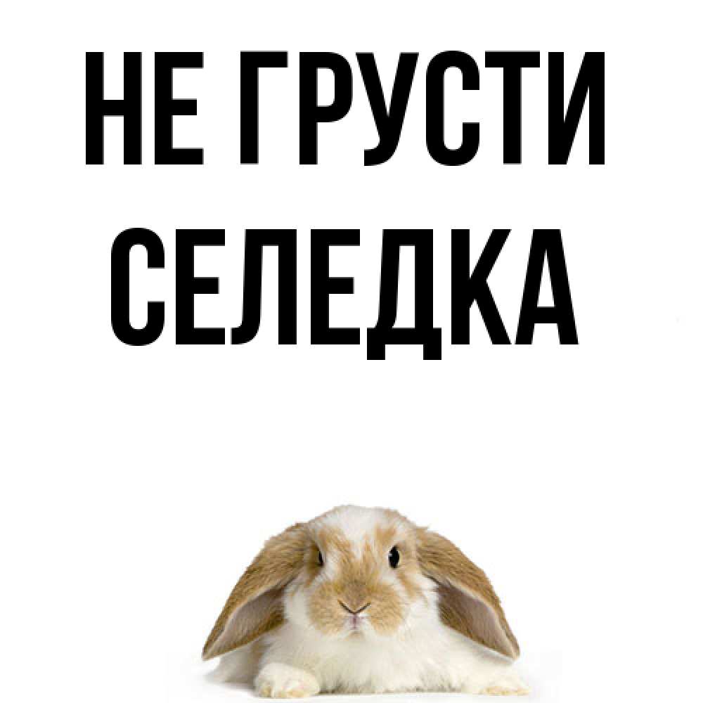 Открытка на каждый день с именем, Селедка Не грусти коричнево белый заяц с большими ушками Прикольная открытка с пожеланием онлайн скачать бесплатно 