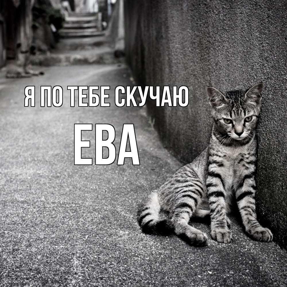 Открытка на каждый день с именем, Ева Я по тебе скучаю одиноко котику Прикольная открытка с пожеланием онлайн скачать бесплатно 