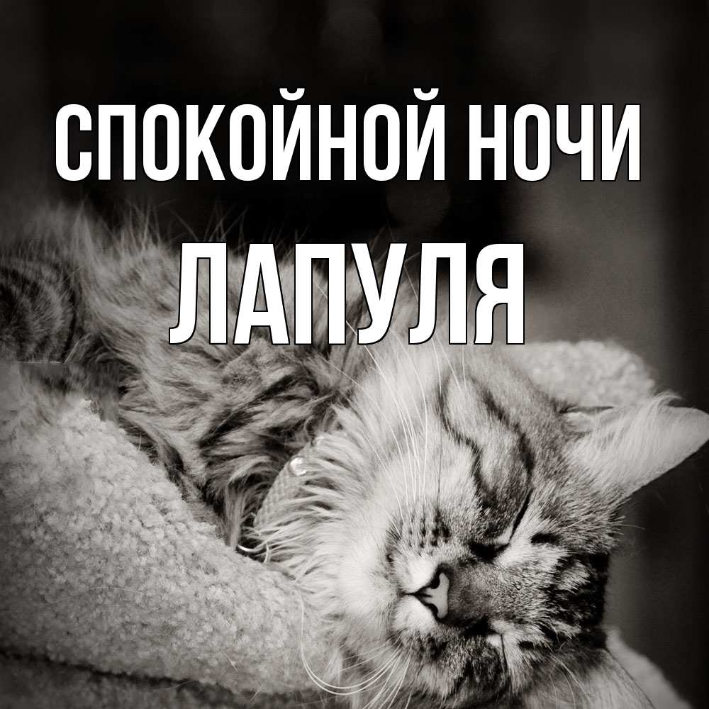 Открытка на каждый день с именем, Лапуля Спокойной ночи котярик пушистый Прикольная открытка с пожеланием онлайн скачать бесплатно 