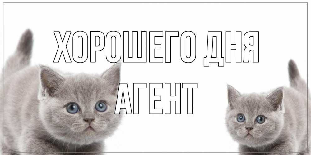 Открытка на каждый день с именем, Агент Хорошего дня открытка с котами Прикольная открытка с пожеланием онлайн скачать бесплатно 