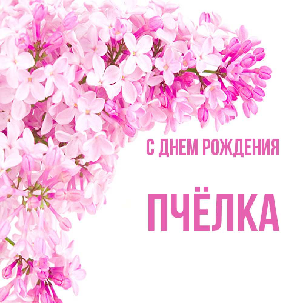 Открытка на каждый день с именем, Пчёлка С днем рождения Сирень на белом фоне Прикольная открытка с пожеланием онлайн скачать бесплатно 