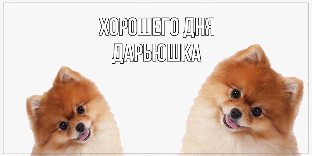 Открытка на каждый день с именем, Дарьюшка Хорошего дня собачки желают прекрасного дня Прикольная открытка с пожеланием онлайн скачать бесплатно 