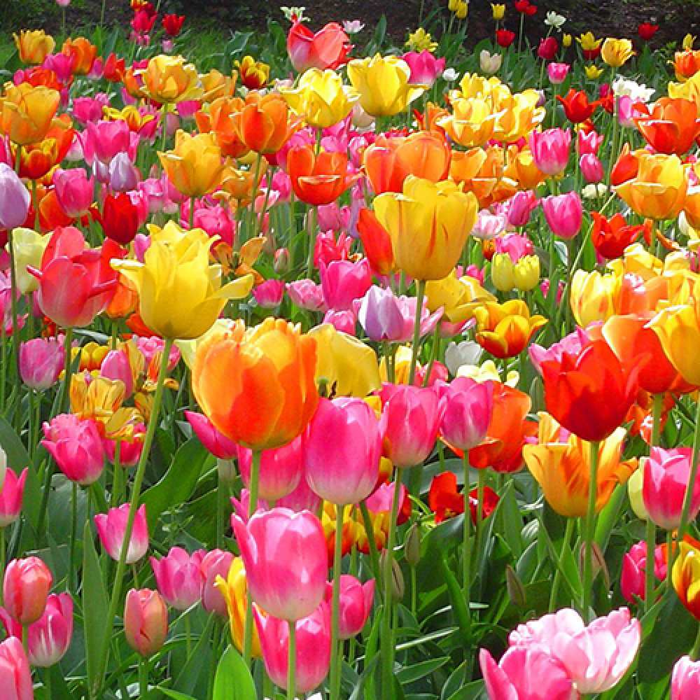 Открытка на каждый день с именем, Лариса C 8 МАРТА на международный женский день Прикольная открытка с пожеланием онлайн скачать бесплатно 