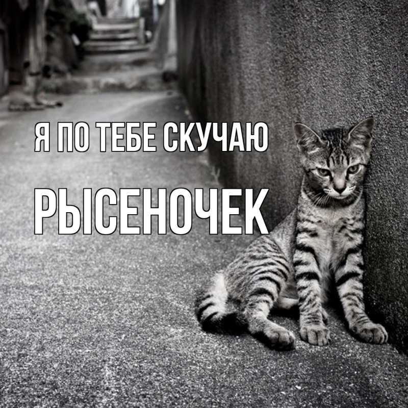 Картинка Я по тебе скучаю, Рысеночек