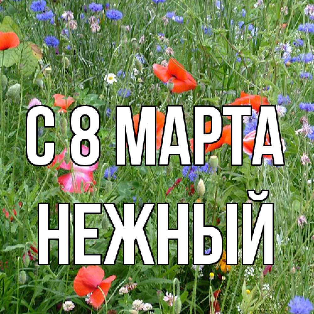 Открытка на каждый день с именем, Нежный C 8 МАРТА международный женский день 4 Прикольная открытка с пожеланием онлайн скачать бесплатно 