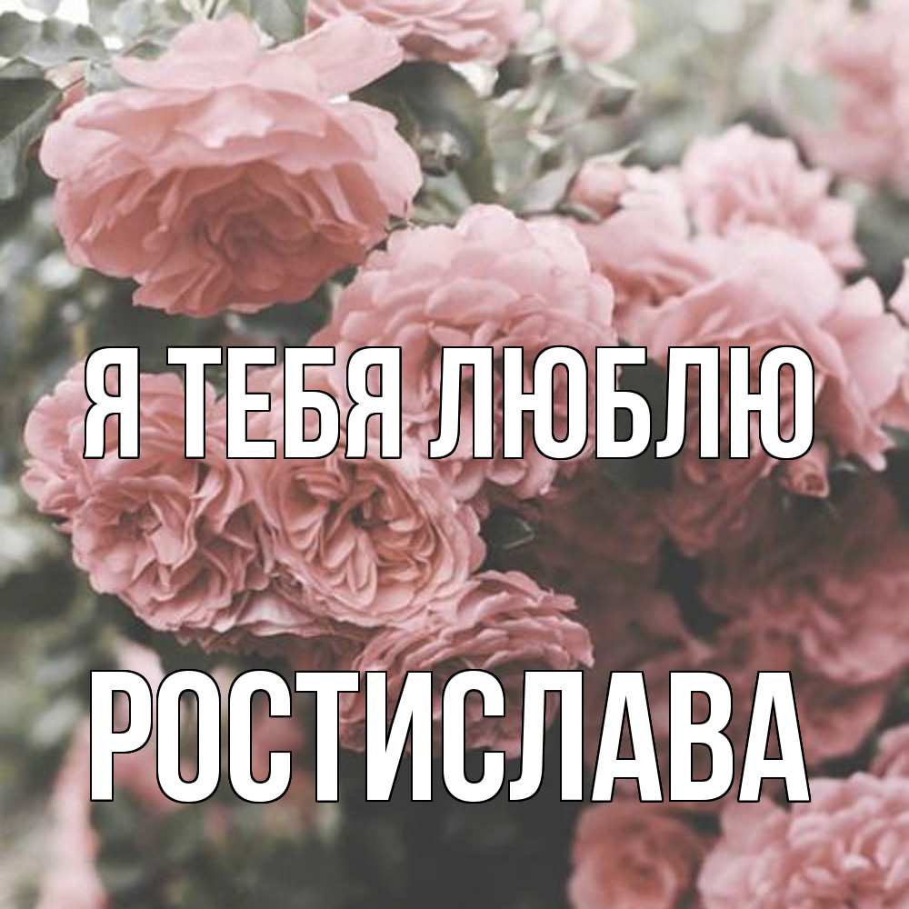 Открытка на каждый день с именем, Ростислава Я тебя люблю розы 3 Прикольная открытка с пожеланием онлайн скачать бесплатно 