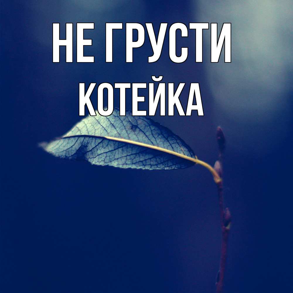 Открытка на каждый день с именем, Котейка Не грусти растение Прикольная открытка с пожеланием онлайн скачать бесплатно 