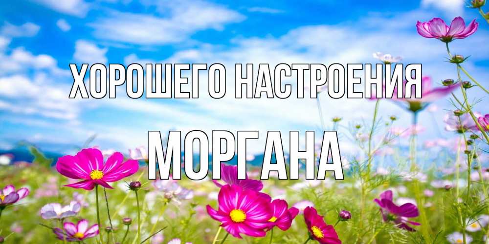 Открытка на каждый день с именем, Моргана Хорошего настроения поле цветов Прикольная открытка с пожеланием онлайн скачать бесплатно 