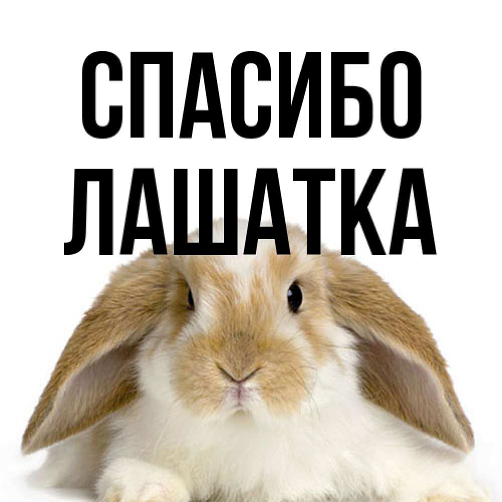 Открытка на каждый день с именем, Лашатка Спасибо коричнево белый заяц Прикольная открытка с пожеланием онлайн скачать бесплатно 