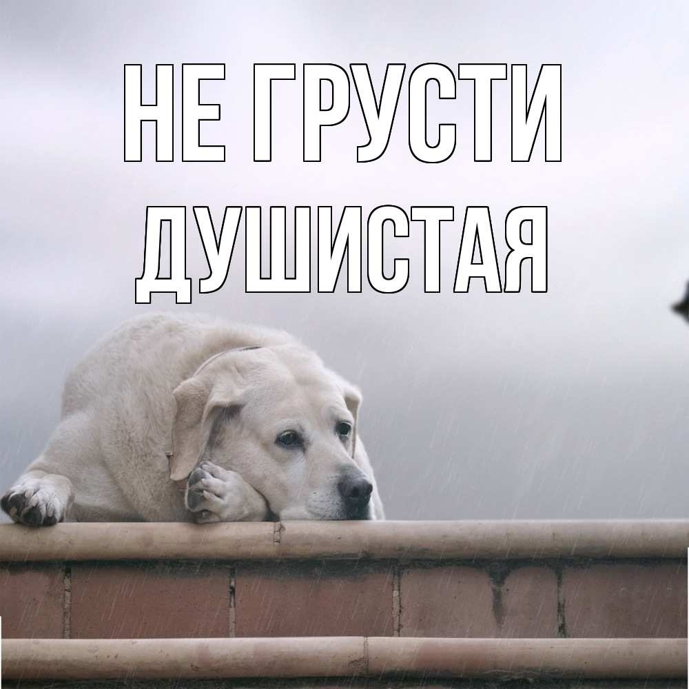 Открытка на каждый день с именем, Душистая Не грусти белый пес 1 Прикольная открытка с пожеланием онлайн скачать бесплатно 