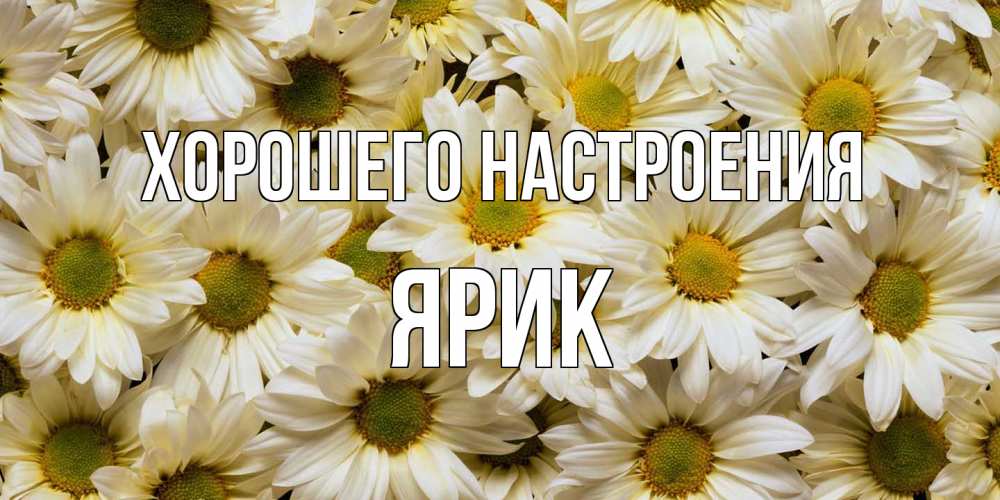 Открытка на каждый день с именем, Ярик Хорошего настроения крупные ромашки Прикольная открытка с пожеланием онлайн скачать бесплатно 